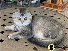 scottish fold kitten posted by Lucky_ones90