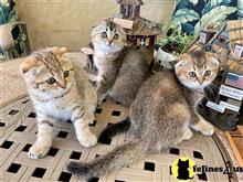 scottish fold kitten posted by Lucky_ones90