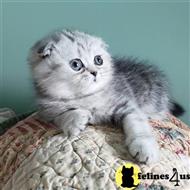 scottish fold kitten posted by Lucky_ones90