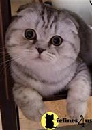scottish fold kitten posted by Lucky_ones90