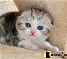 scottish fold kitten posted by Lucky_ones90