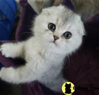 scottish fold kitten posted by Lucky_ones90