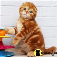 scottish fold kitten posted by Lucky_ones90