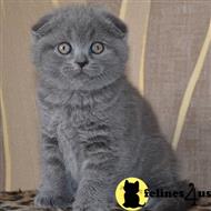 Scottish Fold