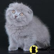 Scottish Fold