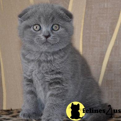 Scottish Fold kitten for sale