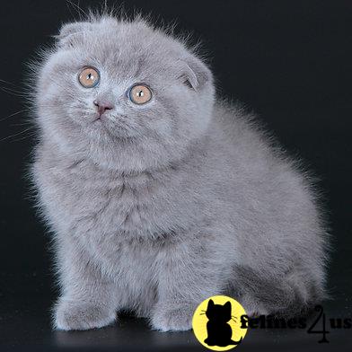 Scottish Fold kitten for sale