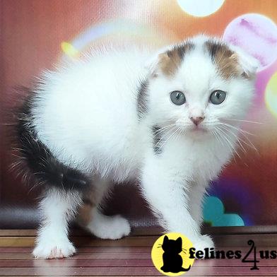 Scottish Fold kitten for sale