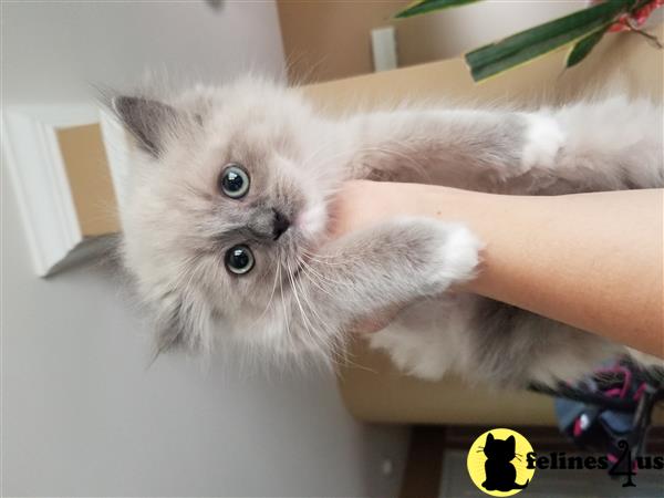 Ragdoll kitten for sale