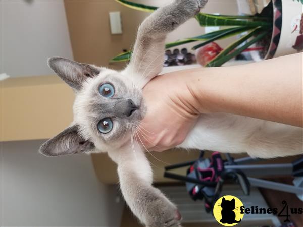 Siamese kitten for sale