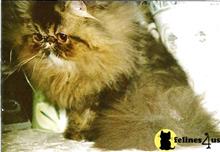 persian cat posted by sharadacats