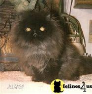 persian cat posted by sharadacats