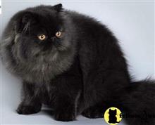 persian cat posted by sharadacats