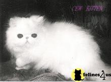 persian cat posted by sharadacats