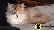 siberian cat posted by pendraig