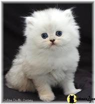 persian kitten posted by silverpurz