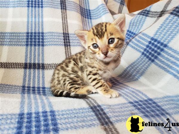 Bengal kitten for sale