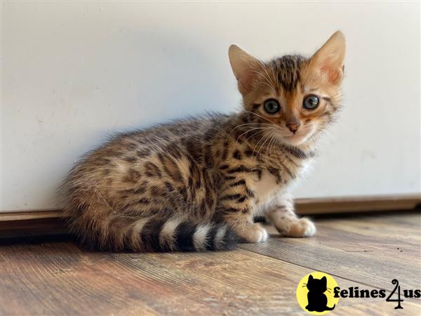 Bengal kitten for sale