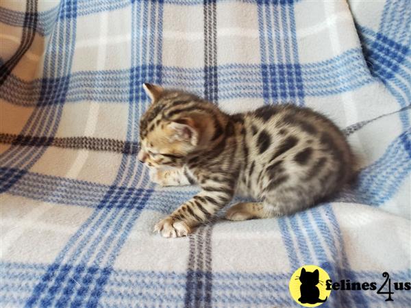 Bengal kitten for sale