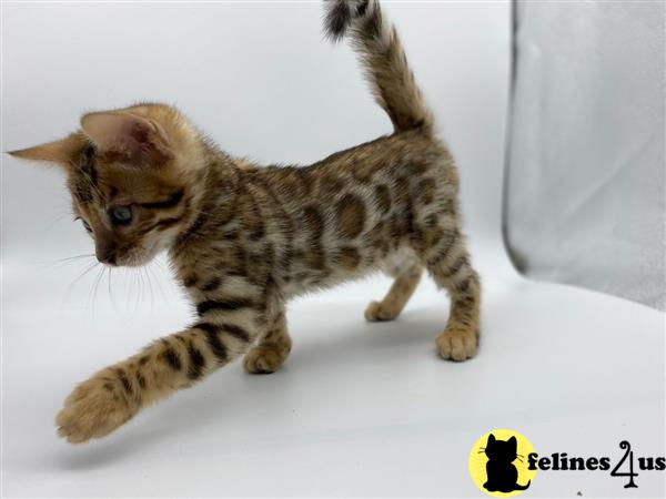 Bengal kitten for sale