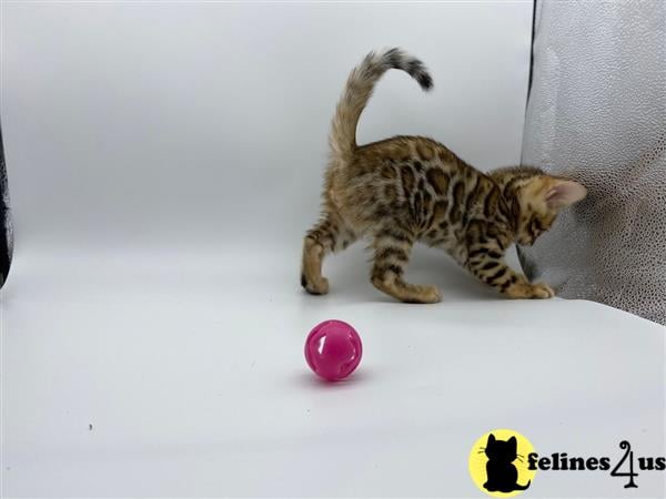 Bengal kitten for sale