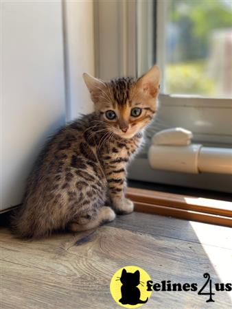 Bengal kitten for sale