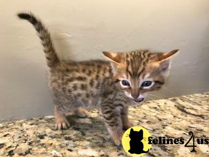 Bengal kitten for sale