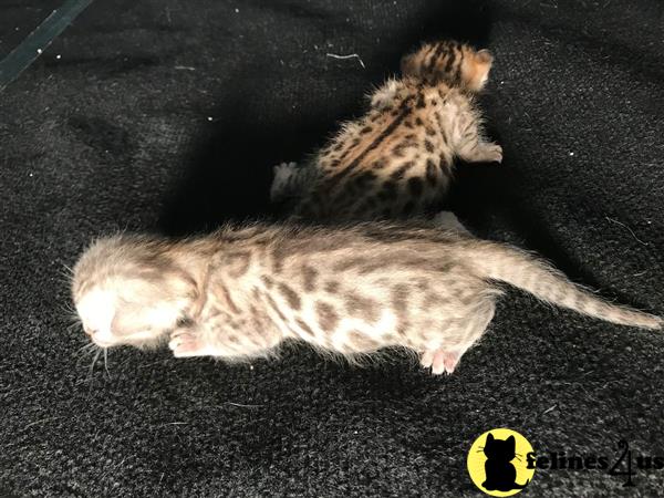 Bengal kitten for sale