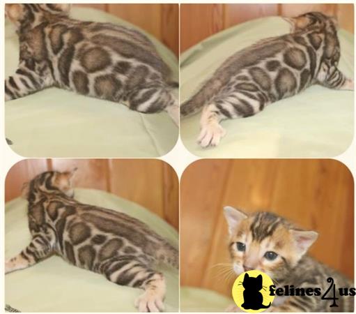 Bengal kitten for sale