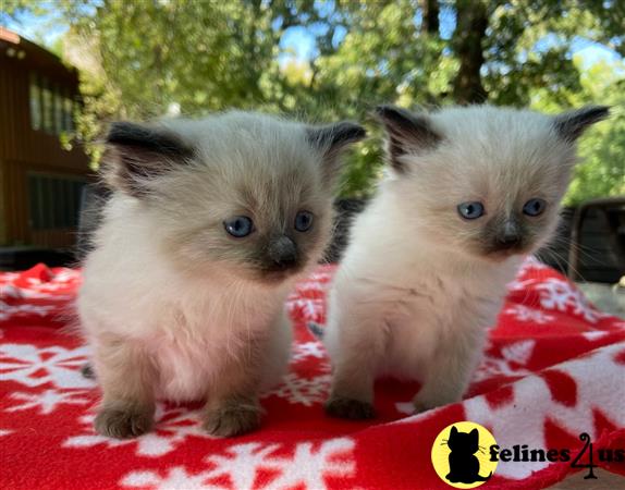 Ragdoll kitten for sale