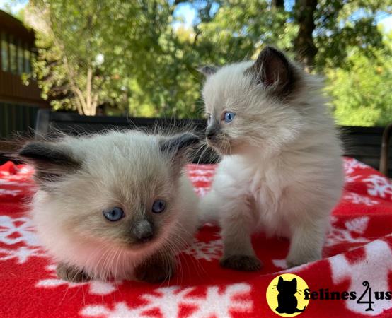 Ragdoll kitten for sale