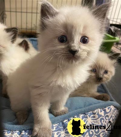 Ragdoll kitten for sale