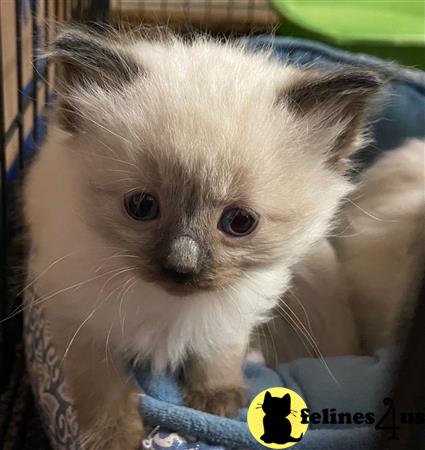 Ragdoll kitten for sale