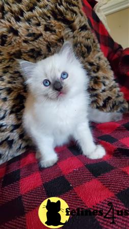 Ragdoll kitten for sale