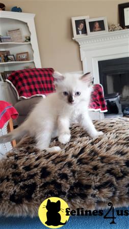 Ragdoll kitten for sale