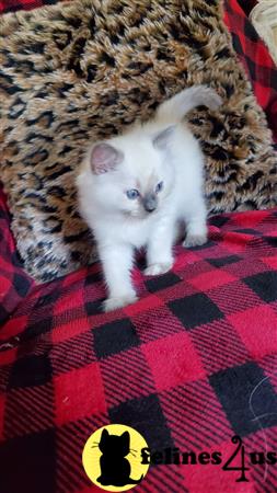 Ragdoll kitten for sale