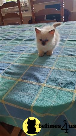 Ragdoll kitten for sale