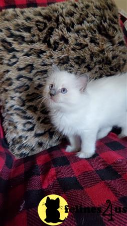 Ragdoll kitten for sale