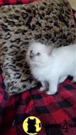 ragdoll kitten posted by lenp1