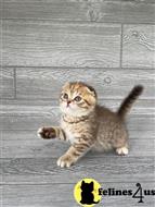 scottish fold kitten posted by lenp1
