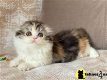 scottish fold kitten posted by lenp1