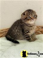 scottish fold kitten posted by lenp1