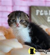 scottish fold kitten posted by lenp1