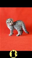 scottish fold kitten posted by lenp1