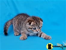 Scottish Fold