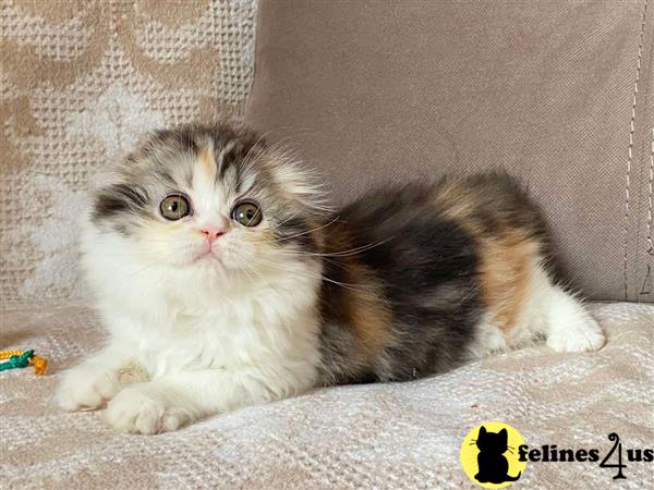 Scottish Fold kitten for sale