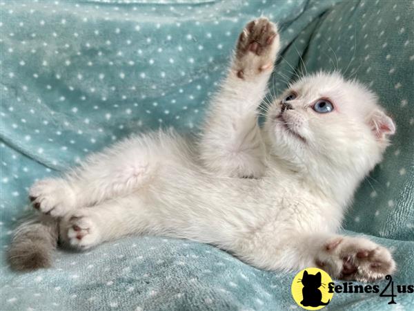 Scottish Fold kitten for sale