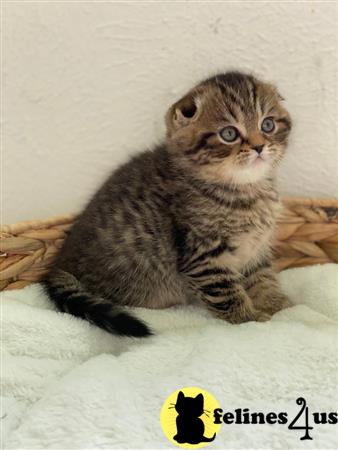 Scottish Fold kitten for sale