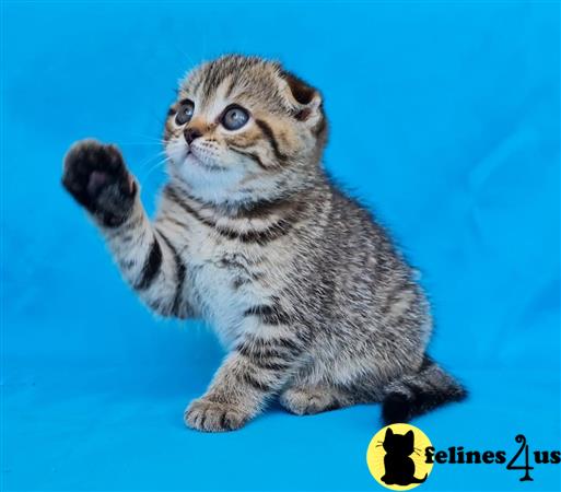 Scottish Fold kitten for sale