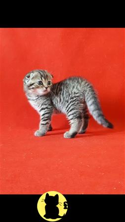 Scottish Fold kitten for sale